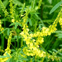 Yellow melilot seeds