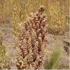 White quinoa seeds