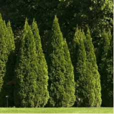 Chinese thuja seeds