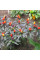 Hot pepper seeds «Bolivian rainbow»