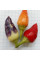 Hot pepper seeds «Bolivian rainbow»