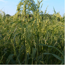 Panicgrass seeds «White gazebo»