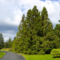 Cryptomeria japonica seeds