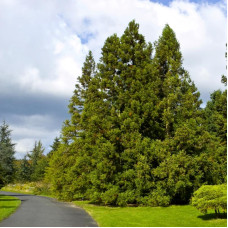 Cryptomeria japonica seeds