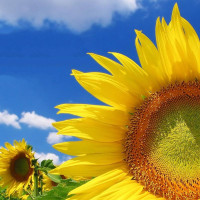 Sunflower seeds «Princely»