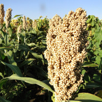 Sorghum seeds «White African»