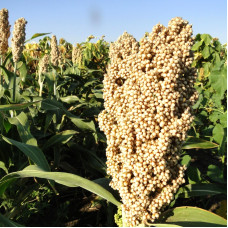 Sorghum seeds «White African»