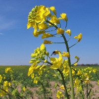 Rapeseed seeds