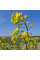 Rapeseed seeds