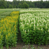 Lupine fodder seeds