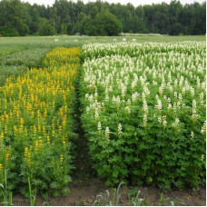 Lupine fodder seeds