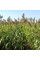 Sudan grass seeds «Blonde»