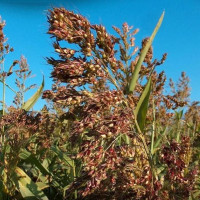 Sudan grass seeds «Golubivska 25»