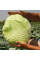 Cabbage seeds «Platoon» F1