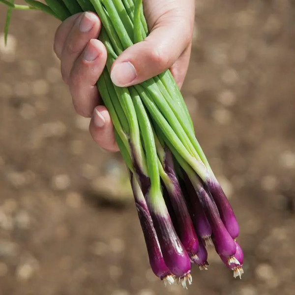 Onion seeds «Redy»