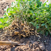 Семена арахиса «Степняк»