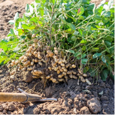 Peanut seeds «Steppe»