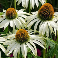 Echinacea seeds «White swan»