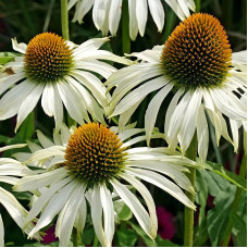 Echinacea seeds «White swan»