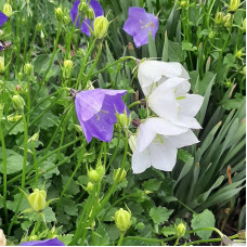 Bellflower seeds «Carpathian mix»