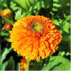 Calendula seeds «Orange heart»