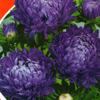 Aster seeds «Milady Dunkelblau»