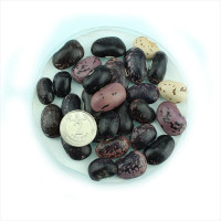 Bean seeds «Pockmarked»