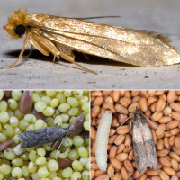 Trap «Household (food) moth»