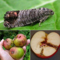 Ловушка «Яблонная плодожорка»