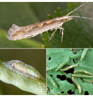 Trap «Diamondback moth»