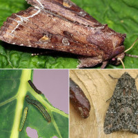 Trap «Mamestra oleracea»