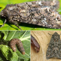 Trap «Cabbage moth»