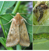 Trap «Cotton bollworm»