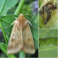 Trap «Cotton bollworm»