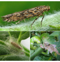 Trap «Tomato leafminer»