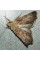 Trap «Turnip moth»