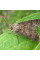 Trap «Turnip moth»