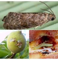 Trap «Oriental fruit moth»