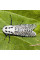 Trap «Leopard moth»