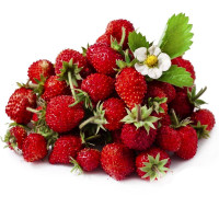 Strawberry seeds «Regina»