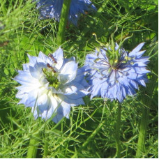 Nigella damascena seeds «Enchantress»