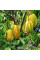 Carambola seeds