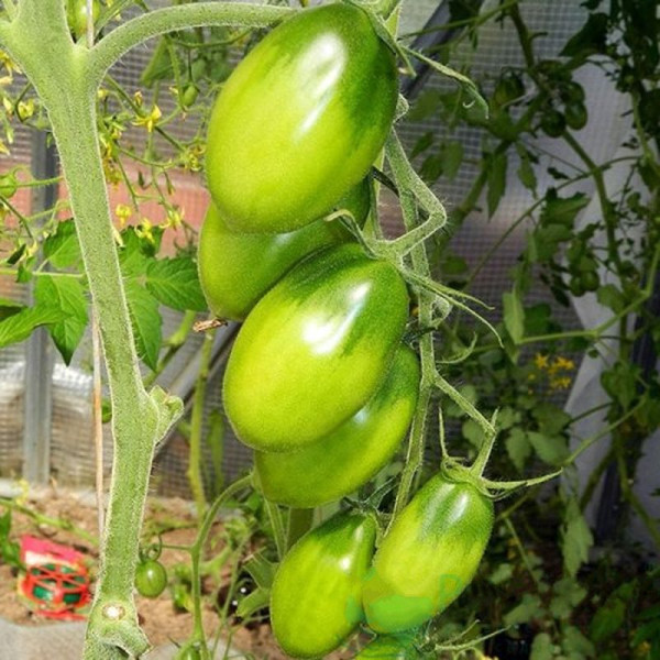 Tomato seeds «Emerald pear»