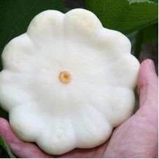 Pattypan squash seeds «Sashenka»