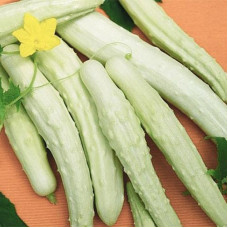 Cucumber seeds «White delicacy»