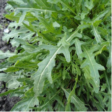 Salad arugula seeds «Sicily» inlaid