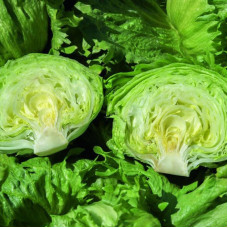 Lettuce seeds «Iceberg» inlaid