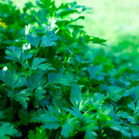 Parsley seeds «Gigantella» inlaid