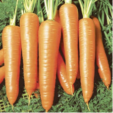 Carrot seeds «Vita Longa» coated