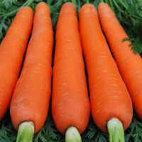 Carrot seeds «Red giant» coated